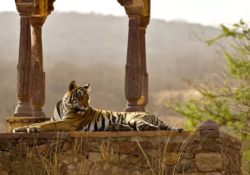Ranthambore Tiger Ticket
