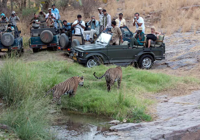 Ranthambore National Park Wildlife Safari in Rajasthan